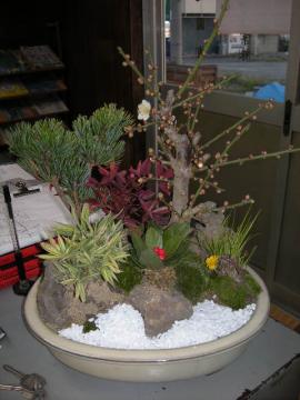 bonsai