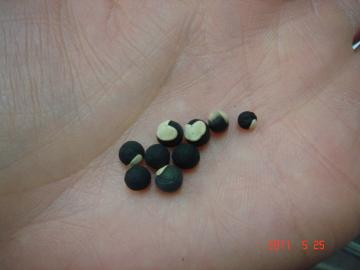 �t�E�Z���J�Y���̎�