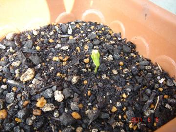 �t�E�Z���J�Y���̉�