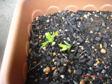 �t�E�Z���J�Y��