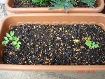 �t�E�Z���J�Y��