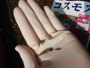 �R�X���X�̎�