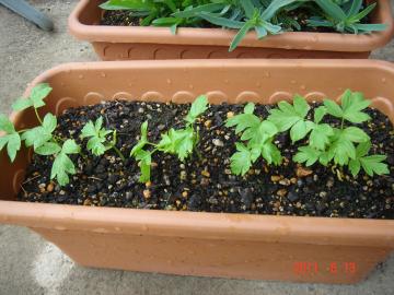 �t�E�Z���J�Y��