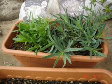 �J�X�~�\�E