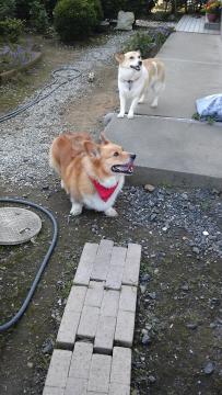 �R�^���`�@�Ɓ@�~���e�B�`