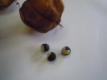 �t�E�Z���J�Y���̎�