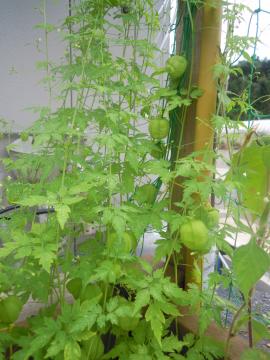 �t�E�Z���J�Y��