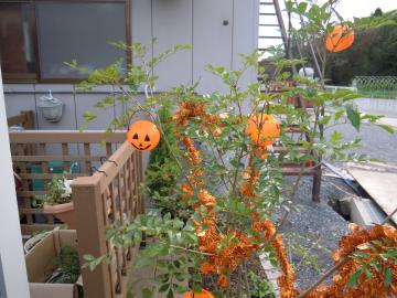 ���ڂ���