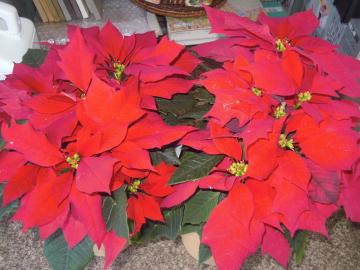 �|�C���Z�`�A