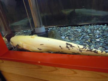 ���F�̃i�}�Y