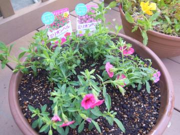 �~���I���x��