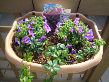 �e�B�y�b�g