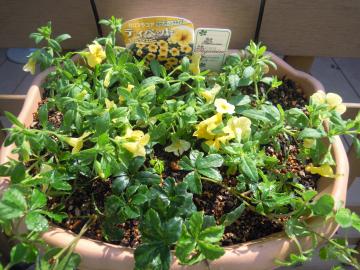 �e�B�y�b�g