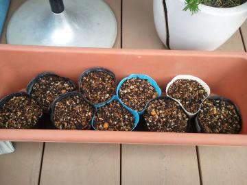 �c���߯Ăɂ�