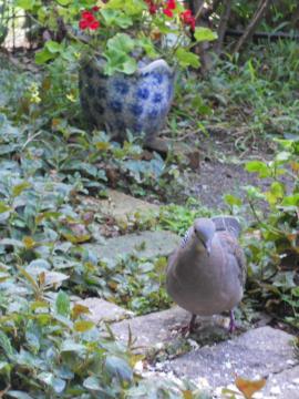 ����Ă������̃n�g