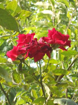 �䂪�Ƃ̃A���N���E�H���^�[