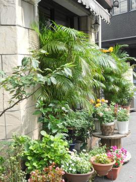 �R�[�q�[�n�E�X�̓����