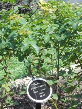 �I�[�h���[�w�b�v�o�[��