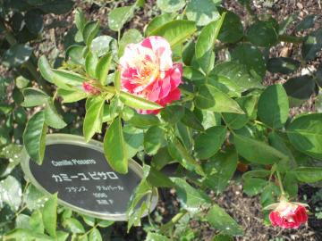 �J�~�[���s�T��