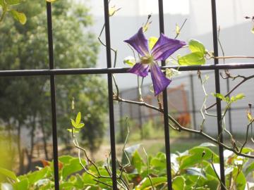 �N���}�`�X�E�W���b�N�}�j�[