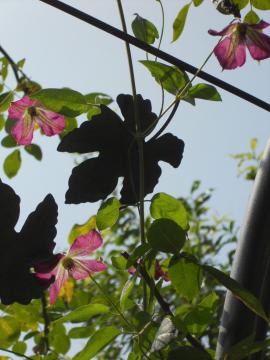 �N���}�`�X�E�E�E