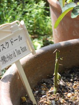 �J�X�N�h�[���̑}����