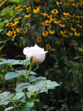 �w���e�[�W