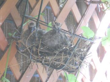 今日の2羽のヒナ