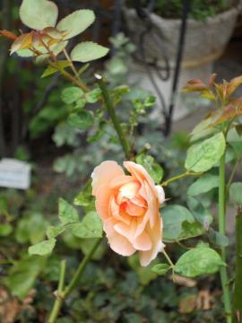 �p�b�g�I�[�X�`��