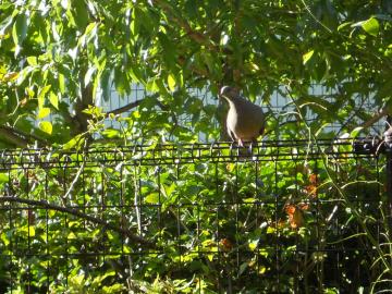 ���ɗ����e�o�g