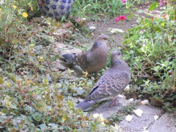 ��H�Œ��ǂ�