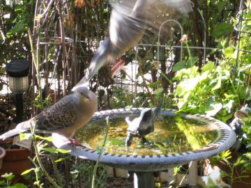 �H��̂���