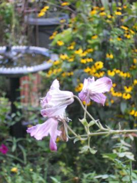 �N���}�`�X