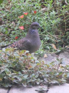 �L�W�o�g���񂨂͂悤�I