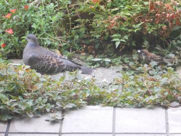 �X�Y�����p���̒�����