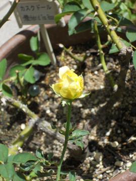 �����̃J�X�N�h�[��