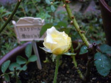 �J�X�N�h�[��