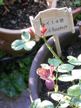 ���C14���̃V���[�g