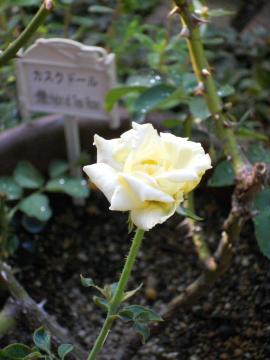 �����̃J�X�N�h�[��