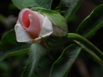 �v�����Z�X�h�D���i�R