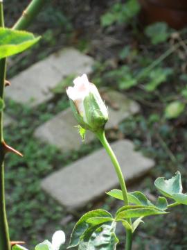 �v�����Z�X�h�D���i�R�����𗁂т�