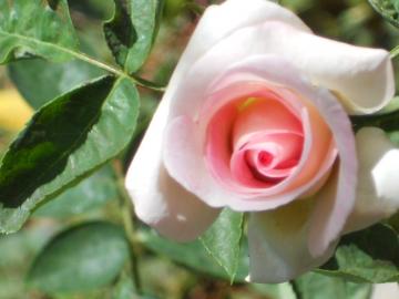 �v�����Z�X�h�D���i�R