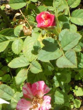 �~�j�o���E�I���o�[