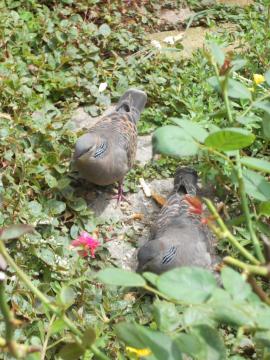 �L�W�o�g�̒��H