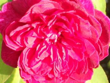 �E�B���A���V�F�[�N�X�s�A2000