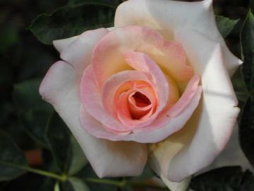 ���̃v�����Z�X