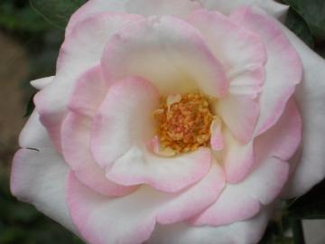 �[���̃v�����Z�X