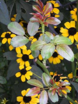 �t�F�A���[�̐V�����V���[�g