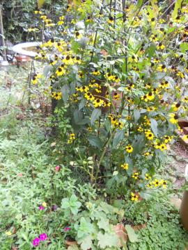 �o�[�h�o�X����