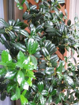 �N���X�}�X�z�[���[